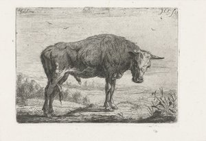 Stehender Stier