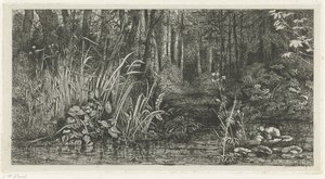 Waldfluss