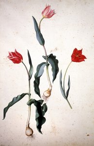 Herbarium: Tulipa Gesaeriana