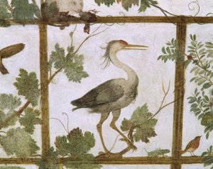 Ibis, aus einem Fresko einer Voliere in der Villa Medici, ca. 1576-77
