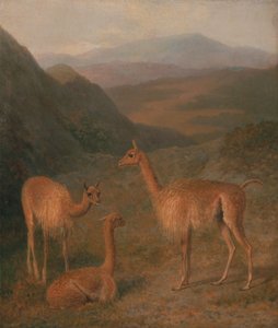 Vikunjas von Jacques-Laurent Agasse