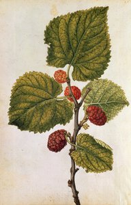 Maulbeere: Morus Nigra, um 1568