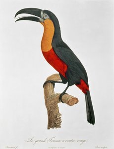 Riesenturako, graviert von Guyard