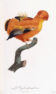 Männlicher Felsenhahn von Jacques Barraband