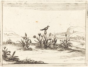 Vogel auf einer Distel sitzend von Jacques Callot