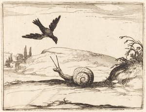 Krähe und Schnecke