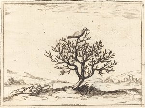 Nachtigall in einem Busch, 1628