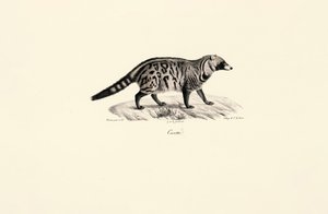 Afrikanische Zibetkatze (Civettictis civetta)