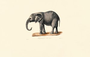 Afrikanischer Elefant (Jungtier) von Jacques Christophe Werner