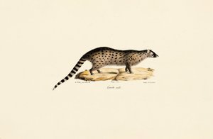 Afrikanische Ginsterkatze von Jacques Christophe Werner