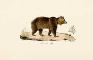 Alpiner Braunbär