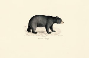 Amerikanischer Schwarzbär von Jacques Christophe Werner