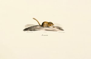 Amerikanische Hirschmaus von Jacques Christophe Werner