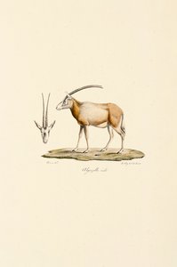 Arabische Gazelle von Jacques Christophe Werner
