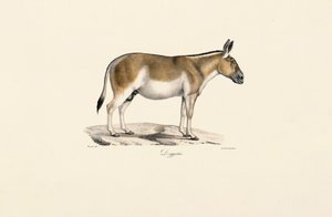 Asiatischer Wildesel