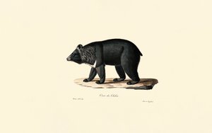 Asiatischer Schwarzbär