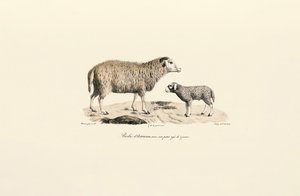 Aurukanisches Schaf mit Lamm