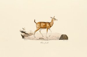 Axishirsch Weibchen von Jacques Christophe Werner