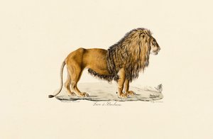 Berberlöwe im Profil