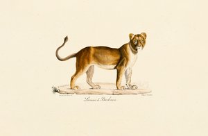 Berberlöwin im Profil