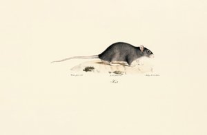 Schwarze Ratte