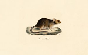 Brasilianische Stachelratte