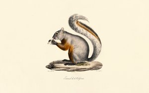 Kalifornisches Erdhörnchen