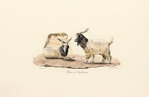 Kaschmirziege von Jacques Christophe Werner