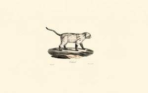 Gewöhnliche Ginsterkatze von Jacques Christophe Werner