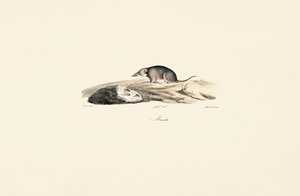 Waldspitzmaus