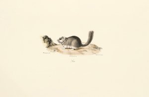 Nutria