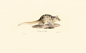 Östlicher Quoll von Jacques Christophe Werner