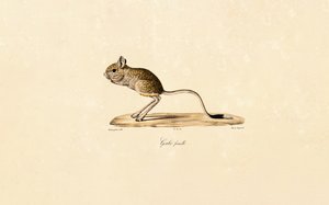 Ägyptische Wüstenrennmaus (Weibchen) von Jacques Christophe Werner