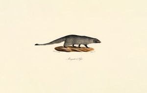 Ägyptische Mungo