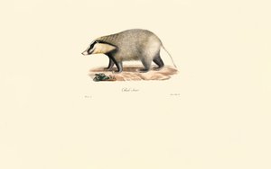 Europäischer Dachs von Jacques Christophe Werner