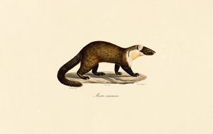 Europäischer Baummarder