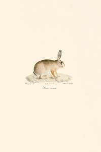 Europäischer Hase von Jacques Christophe Werner
