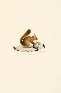 Europäisches Eichhörnchen
