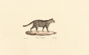 Europäische Wildkatze von Jacques Christophe Werner