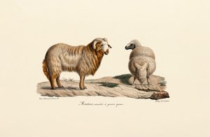 Fettschwanzschaf