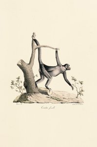 Schwarzer Spinnenaffe (Weibchen) von Jacques Christophe Werner