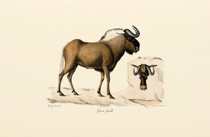 Weibliches Streifengnu
