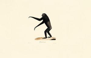 Weiblicher Siamang von Jacques Christophe Werner