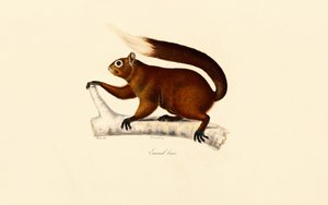 Fuchshörnchen