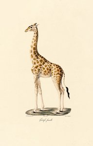 Giraffe (Weiblich)