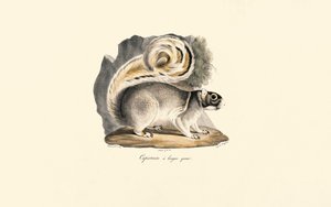Goldmantel-Ziesel