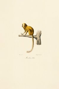 Goldener Löwenaffe