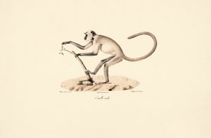 Grauer Hanuman-Langur