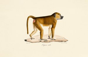 Guinea-Pavian (männlich)