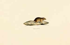 Erntemaus
